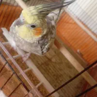 عروس هلندی