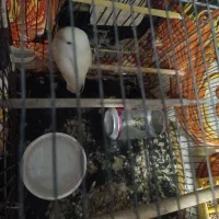 یک جفت نر و ماده طوطی برزیلی آلبینو|پرنده|ملایر, |دیوار