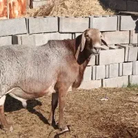 قوچ خارجی