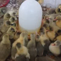 فروش جوجه غاز محلی درجه یک سالم و سرحال