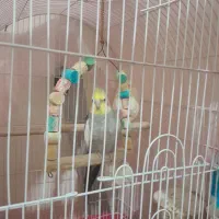 عروس هلندی|پرنده|تهران, جیحون|دیوار