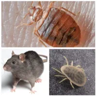 سمپاشی بدون ترک منزل ساس کک سوسک موش کنه(سم پاشی)