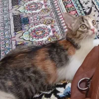 ۲عدد گربه