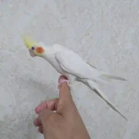 عروس هلندی ۱ ساله ماده