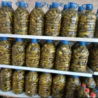 خیارشور بومی شیراز