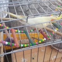 عروس هلندی نروماده مولد|پرنده|الوند, |دیوار