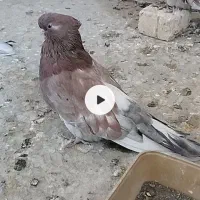 کبوتر نوک قنار