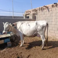 گاو جنس و 2 عدد گوساله نر