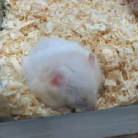 خرگوش همستر آکواریوم