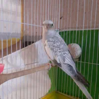 یک عدد عروس هلندی نر۸ماهه ایزابلا کاملادستی وسخنگو|پرنده|مشهد, موعود|دیوار