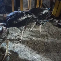 جوجه بوقلمون