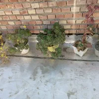 گل   سایبان   جاکفشی    سنگ پله