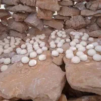 کیلو۷۰۰۰۰۰|خوردنی و آشامیدنی|اصفهان, شیخ اشراق|دیوار