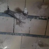 ساده مشهدی کلاغ|پرنده|شاندیز, |دیوار