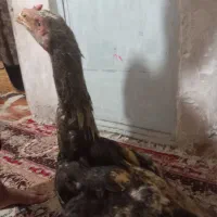 جوجه خروس لاری|حیوانات مزرعه|بافق, |دیوار