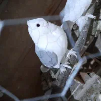 کبوتر