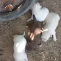 سگ پا کوتا
