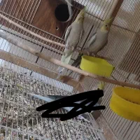 جفت‌عروس هلندی آهویی بادوتا جوجه|پرنده|قم, هنرستان|دیوار