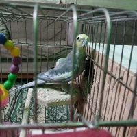 یک جفت عروس هلندی درحال تخم گذاری ۲۵۰۰