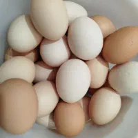 تخم مرغ محلی