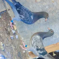 جوجه پلاکی ،کفتر،یا همون کبوتر،مسافتی|پرنده|چالوس, |دیوار