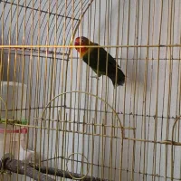 کوتوله نر|پرنده|نوشهر, |دیوار