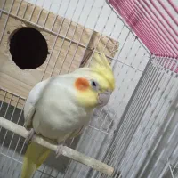 پرنده عروس هلندی مولد