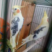 جفت عروس هلندی دوکت آماده