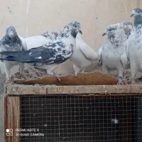 کبوتر کاشونی پرشی