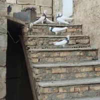 کبوتر طوق فولادی نقدی یا معاوضه با مرغ یا گردو