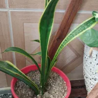 گل سانسوریا پوست ماری سانسوریا مهتابی سفید|گل و گیاه طبیعی|اسلام‌شهر, شهرک محمدیه|دیوار