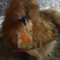 جوجه مرغ 1 روزه ( ابریشمی ، آیام سمانی )|حیوانات مزرعه|مشهد, کوی دروی|دیوار