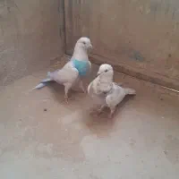 کفتر فروشی دونی ۱۰۰همه سالم سالم هسن|پرنده|بافق, |دیوار