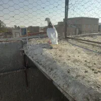 طوقی جوان|پرنده|خواف, |دیوار