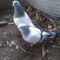 کبوتر  شامی گوگ معلقی