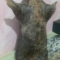 ۱۴۰۰|خوردنی و آشامیدنی|نورآباد, |دیوار