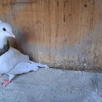 ۳ عدد کبوتر کاکلی|پرنده|تهران, شهادت|دیوار