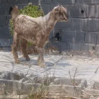 سلام فروش کهره ماده سه ماهه چاق و زرنگ