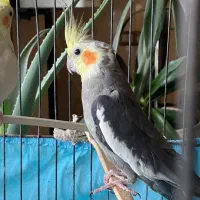 یک جفت عروس هلندی|پرنده|نورآباد, |دیوار