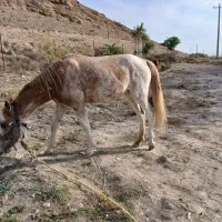 اسب ماده یورقه