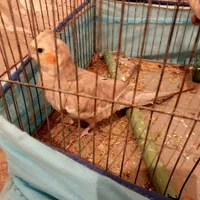 عروس هلندی سرحال ۹۰۰ تومن|پرنده|اردبیل, |دیوار