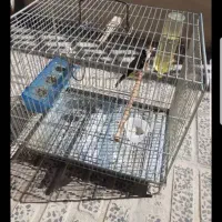 سهره جوجه قفس