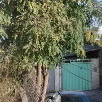 فروش چوب ...نیازمند خریدار با دستگاه برای قطع درخت