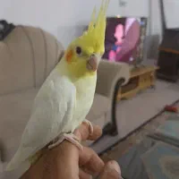 جوجه عروس هلندی یک ماهه و سه ماهه