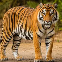 جشنواره صرافی ورسلند تتر رایگان