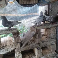 کفتر سینه|پرنده|داراب, |دیوار