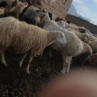 قوچ چینی|حیوانات مزرعه|جلگه شوقان, |دیوار