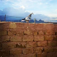 سلام سوسکی دم سفید عتیقه