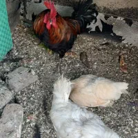 خروس