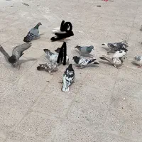 کله سار سوکی سرخ دم سفیدسبز